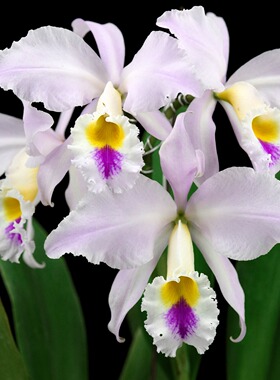 番茄雅韵堂C. gaskelliana ‘Fairy’云中仙嘎斯浓香原种卡特兰花
