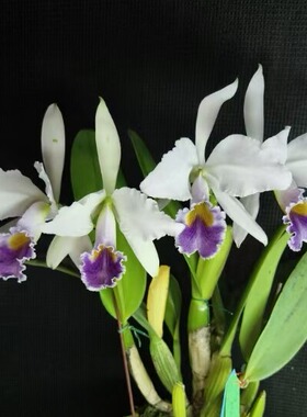 番茄雅韵堂c.gaskelliana‘BlueDragonl’蓝龙（OG）嘎斯卡特兰花