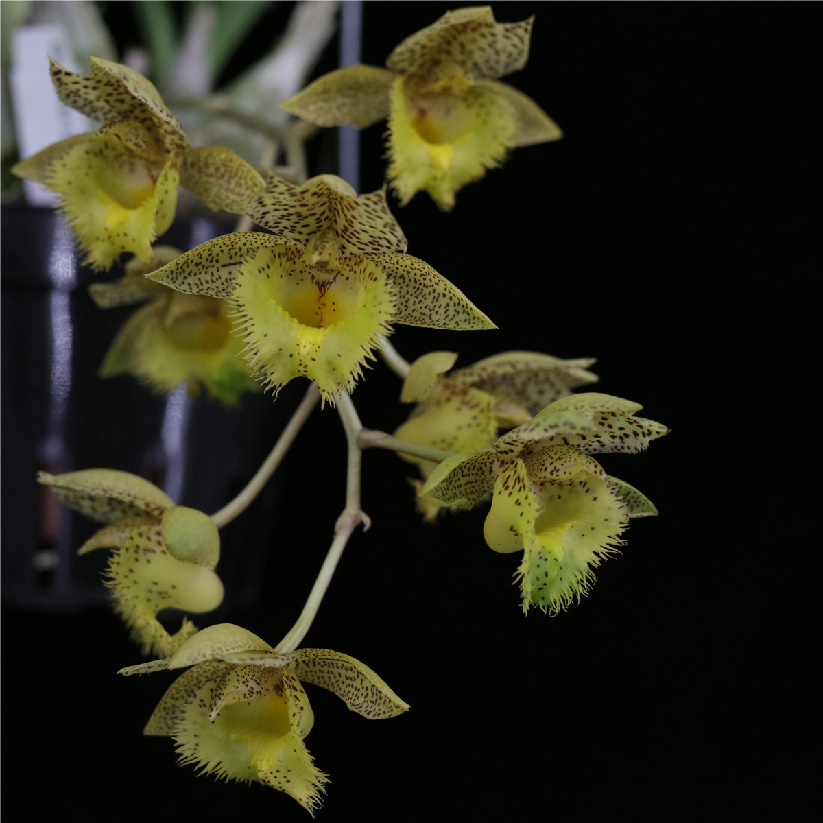 番茄雅韵堂clowesetum jumbo lace 绿蕾丝妖精兰阳台洋兰花甜香