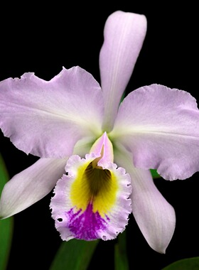 番茄雅韵堂C. gaskelliana Pink Bear粉熊嘎斯原种卡特兰花洋兰