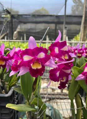 番茄雅韵堂Rlc.Taipin Monkeys'Bull Devil'牛魔王卡特兰花洋兰香