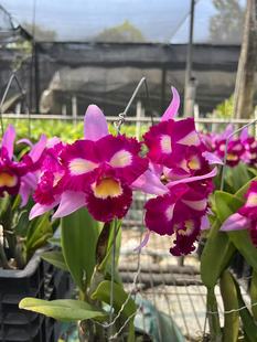 番茄雅韵堂Rlc.Taipin Monkeys'Bull Devil'牛魔王卡特兰花洋兰香