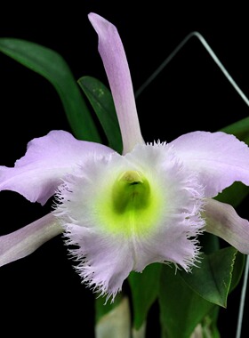 番茄雅韵堂Rlc.Duh's White粉红豹大花卡特兰高级香味兰花洋兰