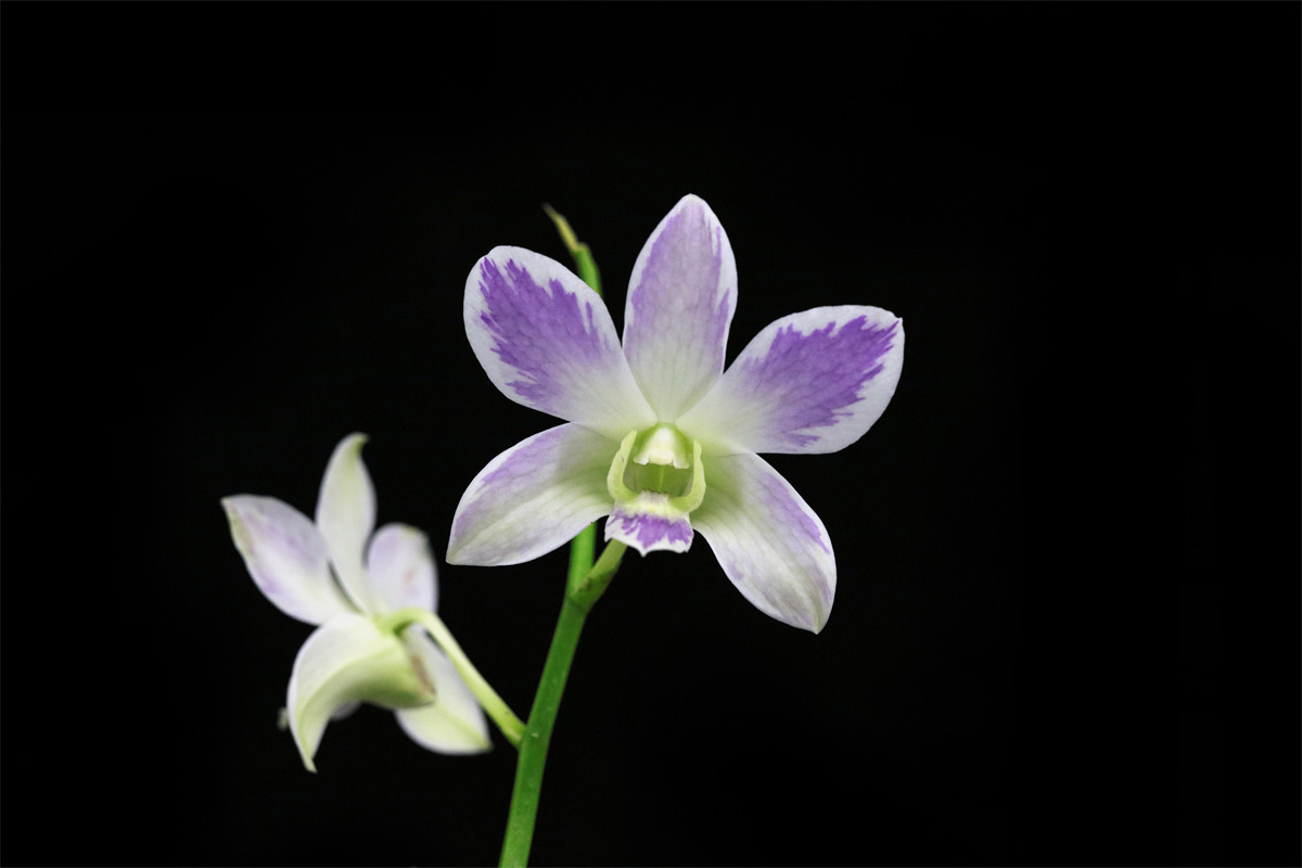 番茄雅韵堂 Den. Aridang Blue ‘蓝枫’ 有香泼墨石斛兰花洋兰