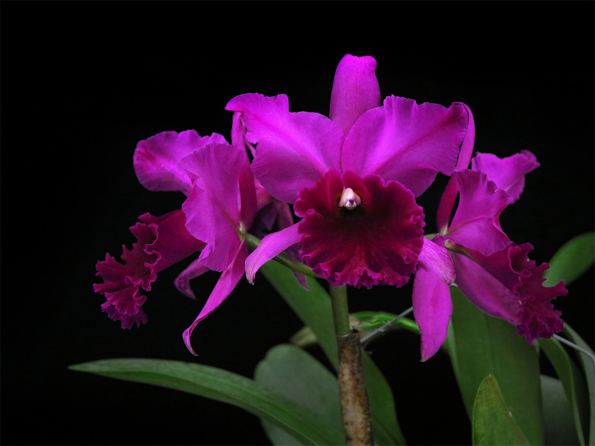 peach 红桃大花卡特兰兰花洋兰