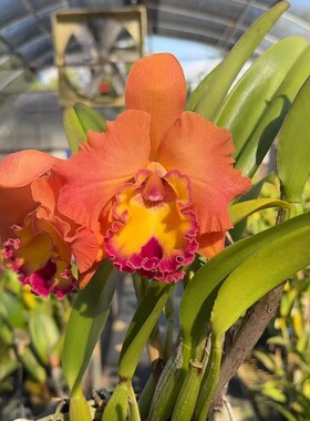 番茄雅韵堂Rlc. Duh's Miracle杜氏唯美1140303B卡特兰花洋兰香