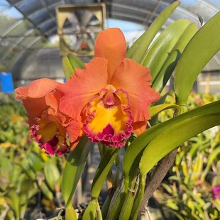 番茄雅韵堂Rlc. Duh's Miracle杜氏唯美1140303B卡特兰花洋兰香