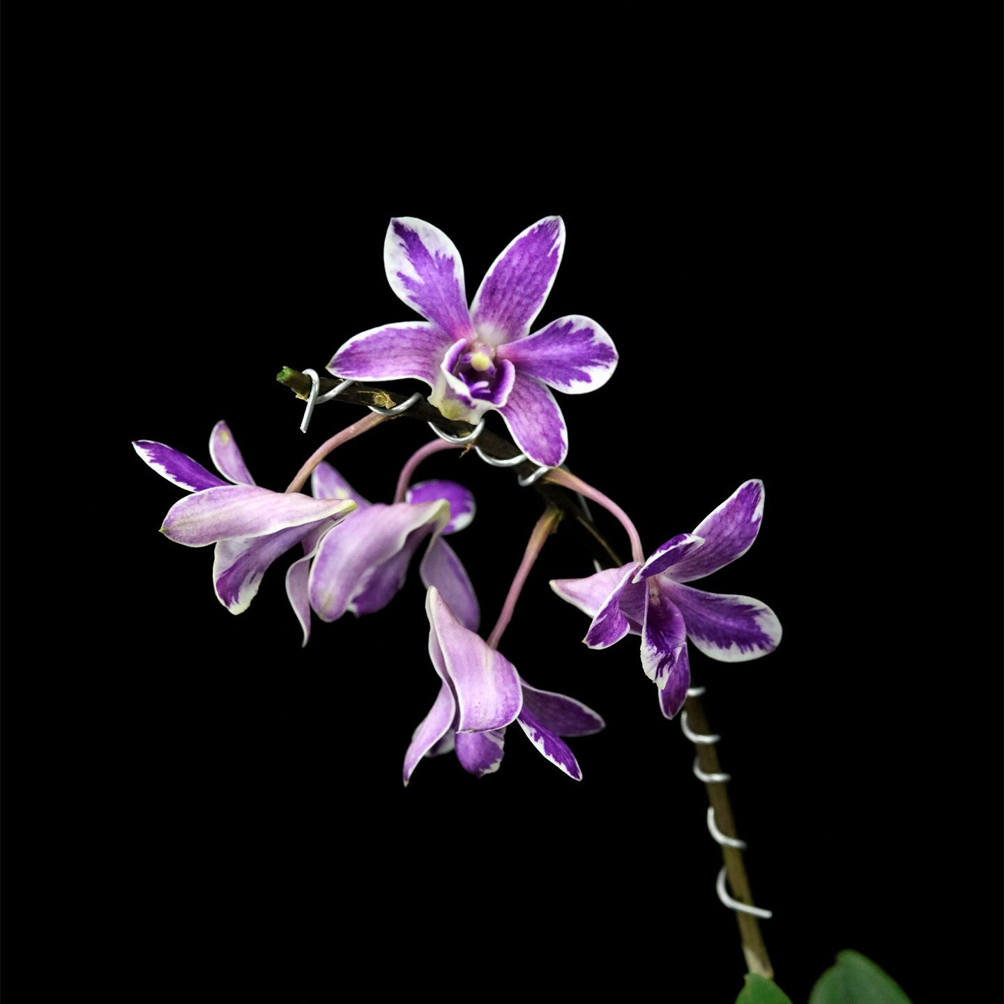 阳台花园清香蓝色泼墨石斛兰花