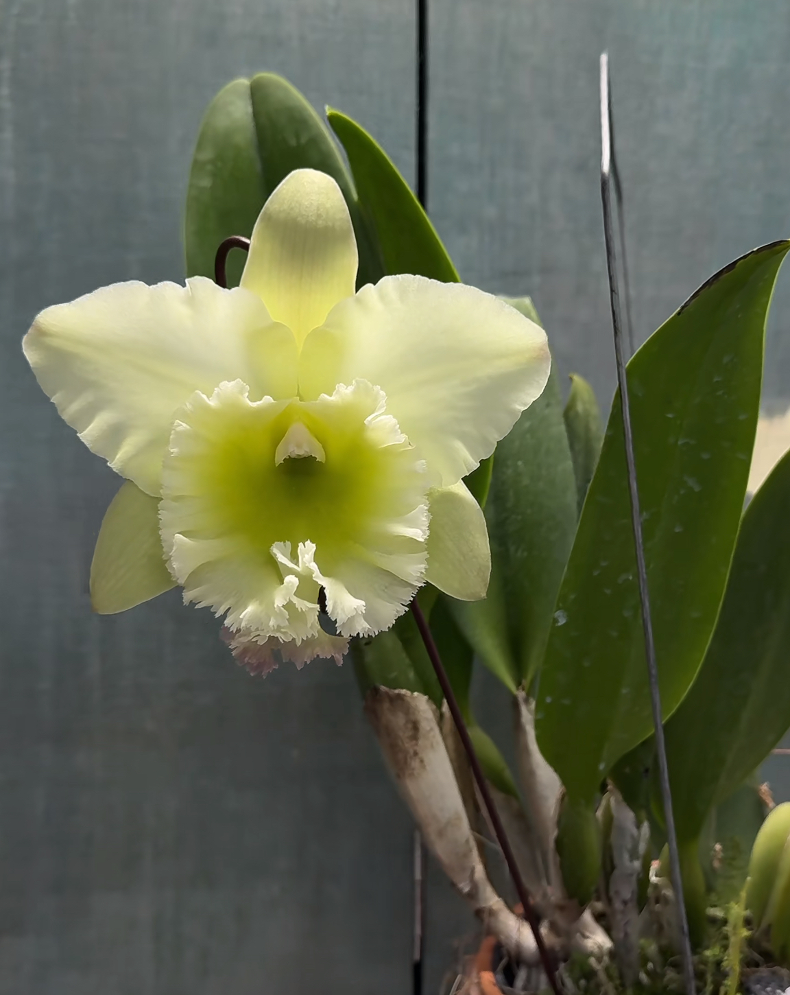 番茄雅韵堂新品Rlc. Chunfeng Apple春风苹果大花卡特兰花洋兰