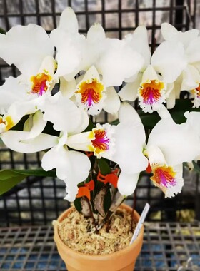 番茄雅韵堂C.mossiae s/a'Yusami'尤萨米莫西大花原种卡特兰花