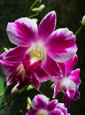 番茄雅韵堂Den.Ekapol mutation 缅甸红宝石大花泼墨石斛