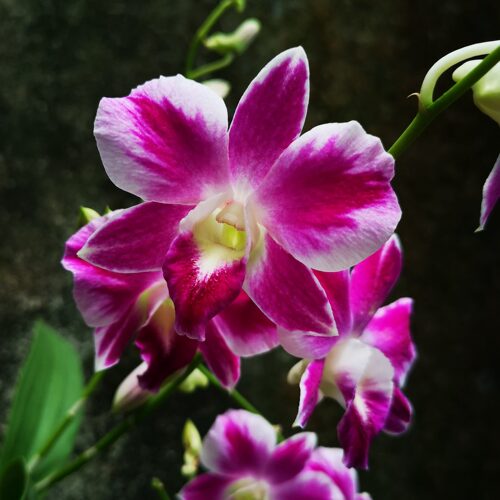 雅韵堂兰花阳台花园大花泼墨石斛
