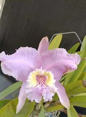 番茄雅韵堂C. lueddemanniana concolor 'BF1#' 同色路德卡特兰花