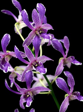 番茄雅韵堂浓香壮苗Den. Splashing waves浪花蓝羚羊泼墨石斛兰花