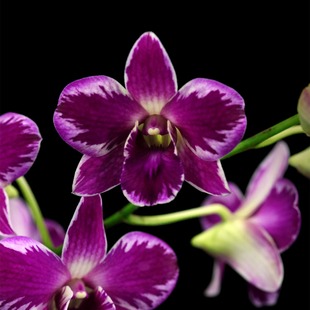 番茄雅韵堂小幸运大花泼墨秋石斛兰花洋兰