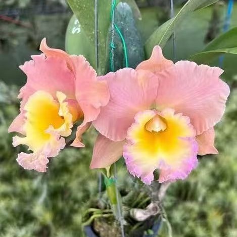 雅韵堂阳台花园勤花浓香卡特兰花