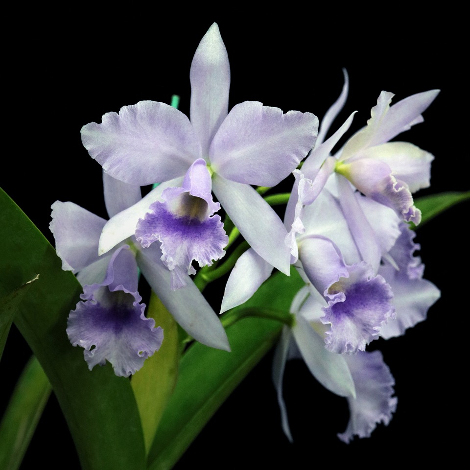 雅韵堂兰花阳台包邮多花卡特兰