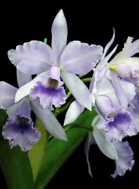 番茄雅韵堂C. River Kwai Blue蓝色桂河大桥大花多花卡特兰花