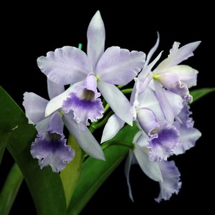 Blue蓝色桂河大桥大花多花卡特兰花 Kwai 番茄雅韵堂C. River