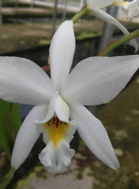 番茄雅韵堂L. anceps var‘schroederlana白色安谢布斯原种卡特兰