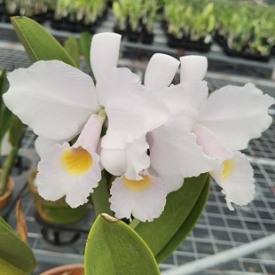 番茄雅韵堂C. schroederae alba 'lvan0492'极淡粉舒罗原种卡特兰