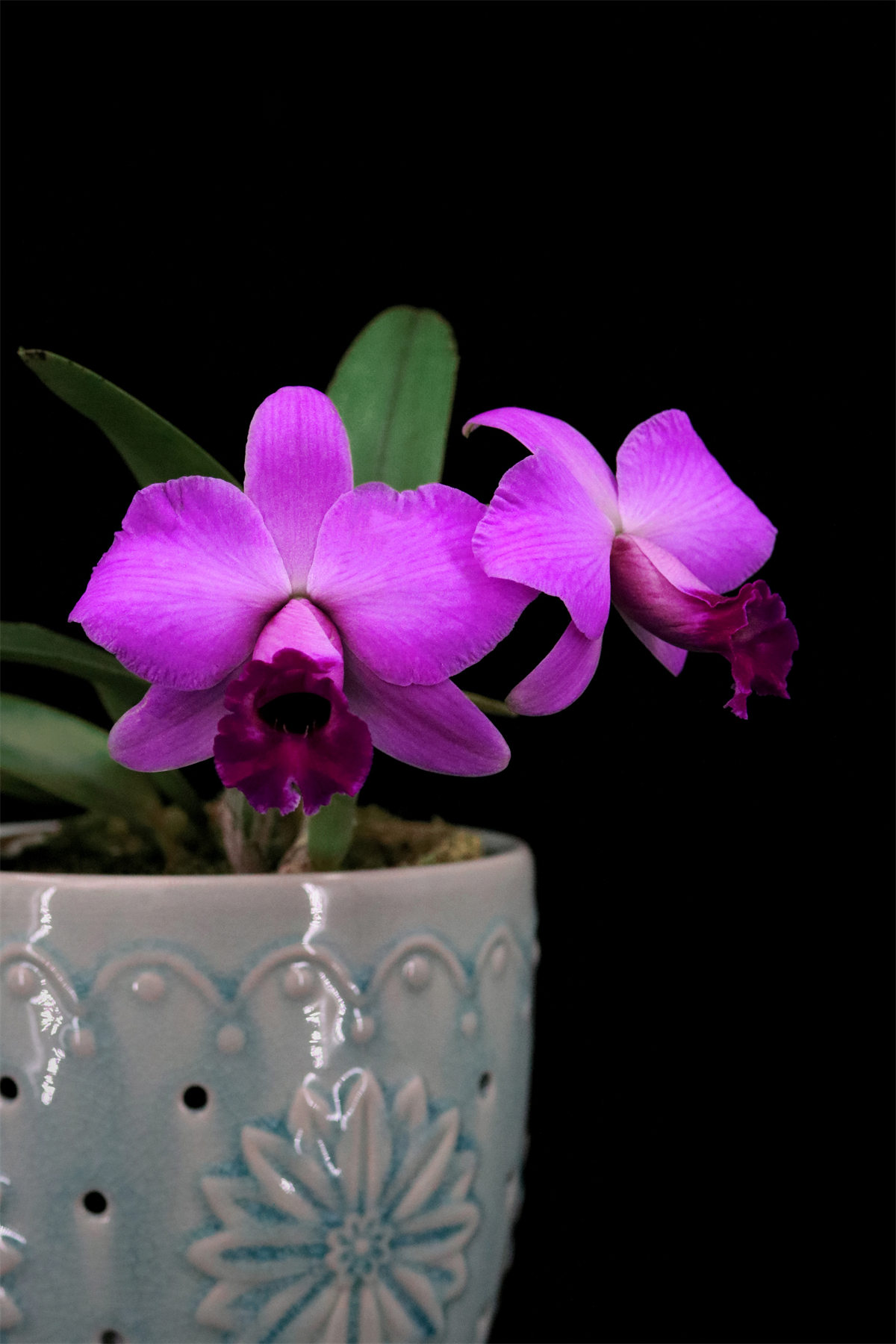 番茄雅韵堂C.spectabilis (praestans)超群原种卡特兰花雨林洋兰