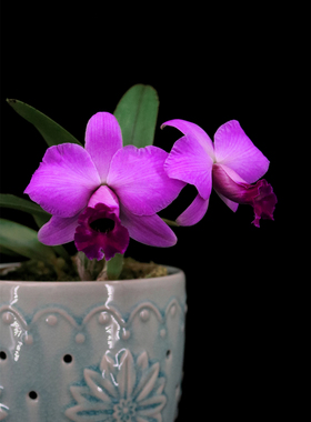 番茄雅韵堂C.spectabilis (praestans)超群原种卡特兰花雨林洋兰