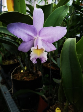 番茄雅韵堂C.Valentine‘coerulea’蓝色情诗蓝色大花卡特兰花