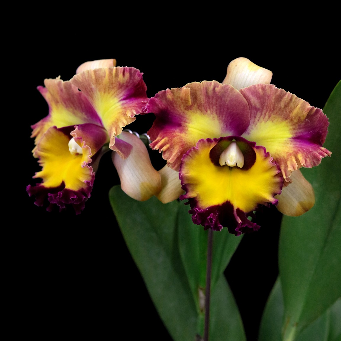 番茄雅韵堂RIc.Chaweewan Fancy七彩范西大花卡特兰花洋兰