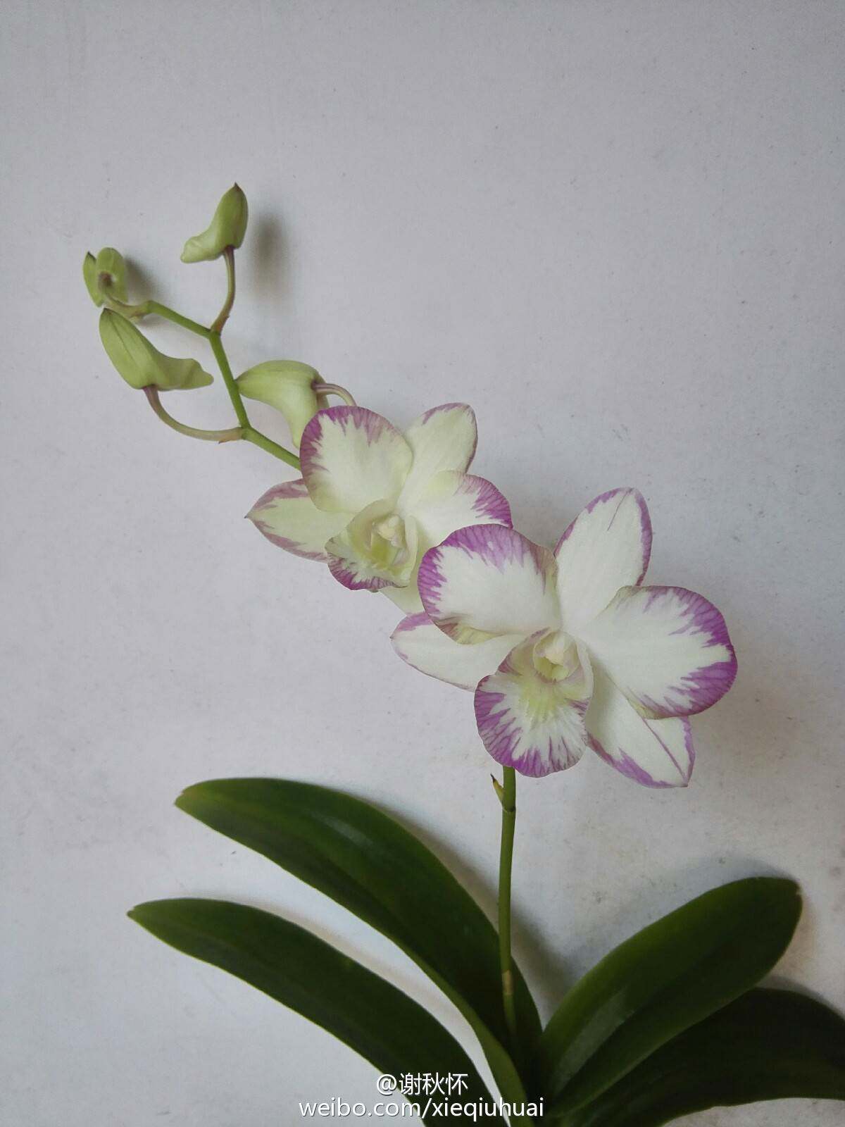 番茄雅韵堂岭南春光Den.Lingnan Spring大花泼墨石斛兰花洋兰