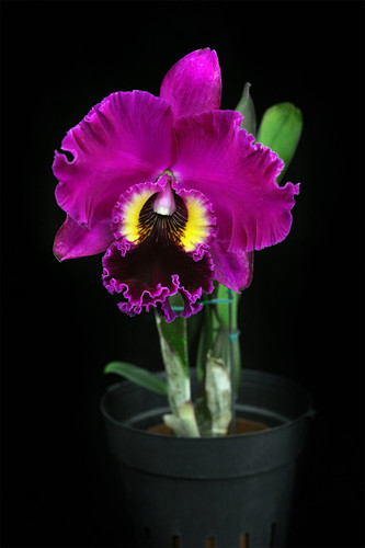 番茄雅韵堂玫瑰红香大花卡特兰