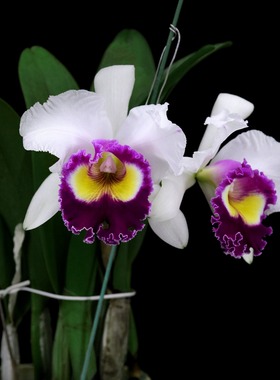 番茄雅韵堂国内种植Rlc. Krawnprapa白水寨’大花卡特兰花