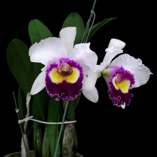 番茄雅韵堂国内种植Rlc. Krawnprapa白水寨’大花卡特兰花