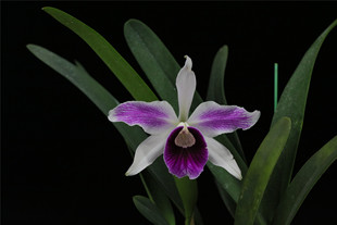 番茄雅韵堂C. purpurata striata A-2线条婆婆原种卡特兰兰花洋兰