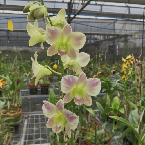 雅韵堂阳台花园包邮泼墨石斛兰花