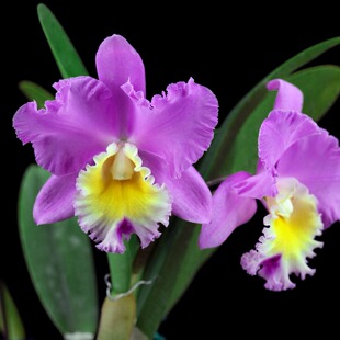 番茄雅韵堂Rlc. Chian-Tzy Walkerobin‘神农’大花卡特兰花洋兰