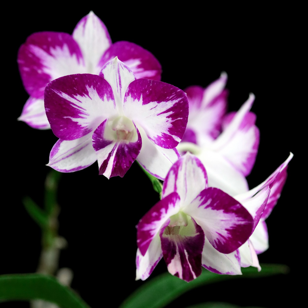 雅韵堂兰花花园阳台泼墨石斛兰