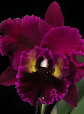 番茄雅韵堂Rlc. Caotun Beauty 'Red Rose' 红玫瑰大花卡特兰花