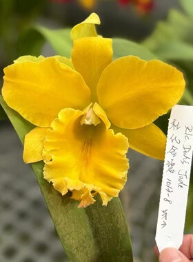 番茄雅韵堂Rlc.Duh's Jade杜氏金碧1013-8卡特兰花洋兰