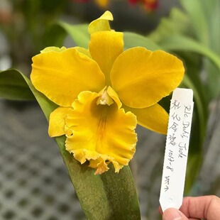 番茄雅韵堂Rlc.Duh's Jade杜氏金碧1013-8卡特兰花洋兰