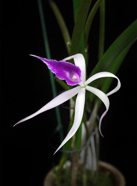 番茄雅韵堂Bc. Amethyst  红烟火夜间香卡特兰白拉索勤花甜香