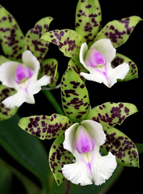 番茄雅韵堂C.Yns Green Leopard‘Jade Dragon’玉龙卡特兰花洋兰