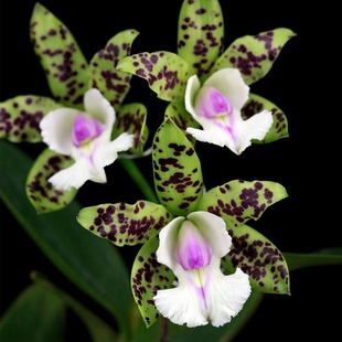 Dragon’玉龙卡特兰花洋兰 Leopard‘Jade 番茄雅韵堂C.Yns Green