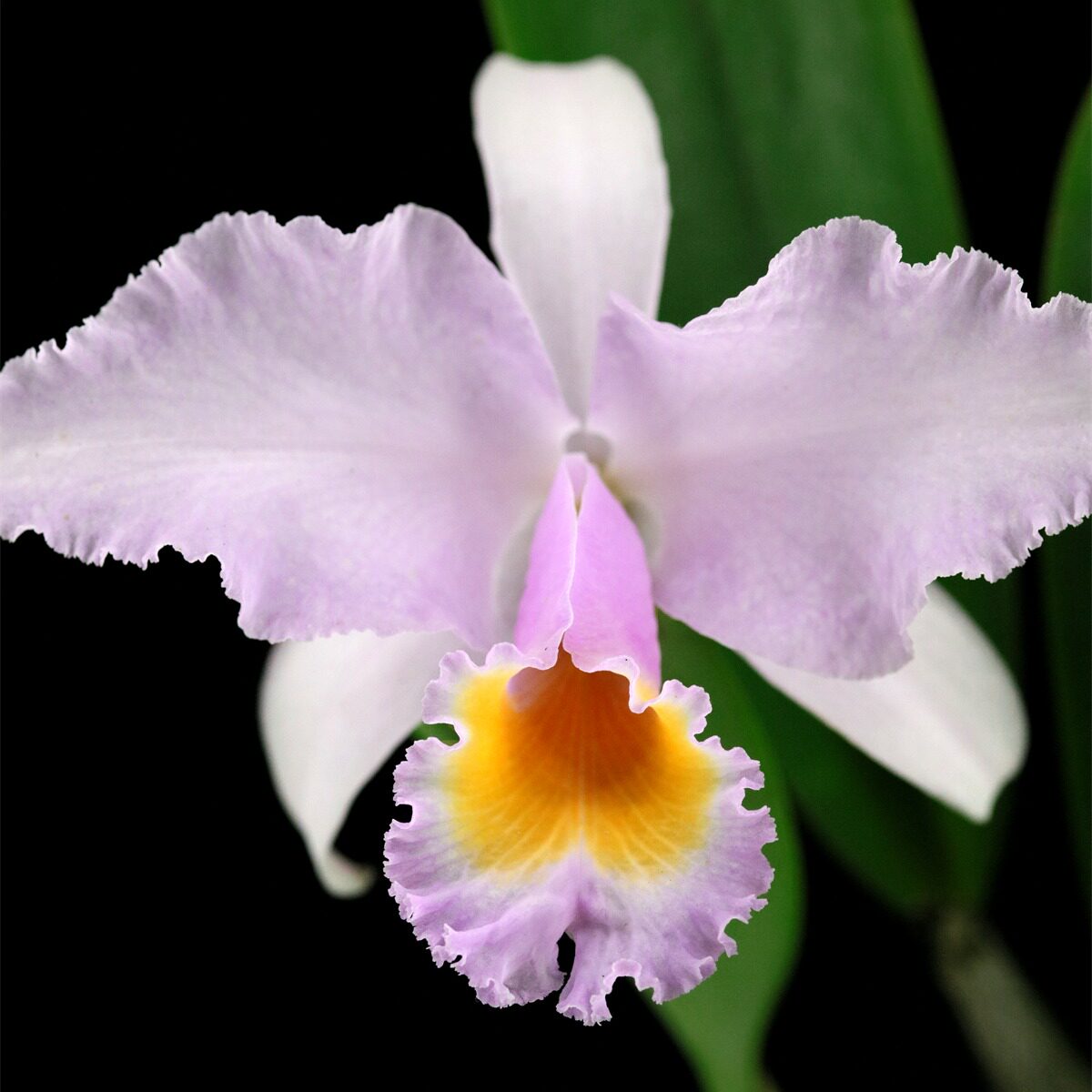 番茄雅韵堂 C.trianae concolor 缤纷1#大花同色特利原种卡特兰花