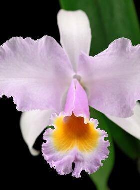 番茄雅韵堂 C.trianae concolor 缤纷1#大花同色特利原种卡特兰花