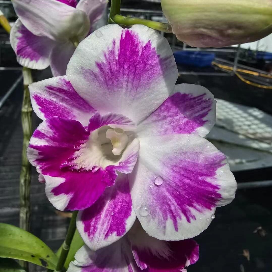 番茄雅韵堂Den.Burana  Sunrise日出大花泼墨石斛兰花洋兰