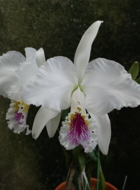 番茄雅韵堂c.mossiae semi-alba‘H&R’半白莫西埃原种卡特兰花
