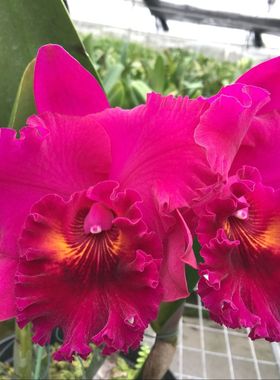 番茄雅韵堂Rlc. Sanyang Ruby 大旺大花卡特兰兰花洋兰