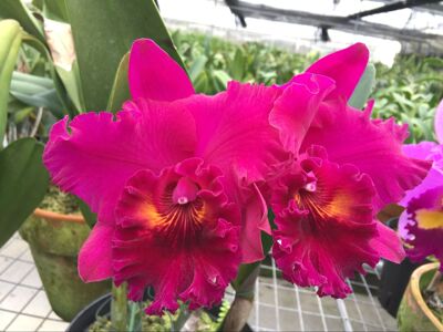 大花卡特兰艳丽冬春浓香名贵兰花