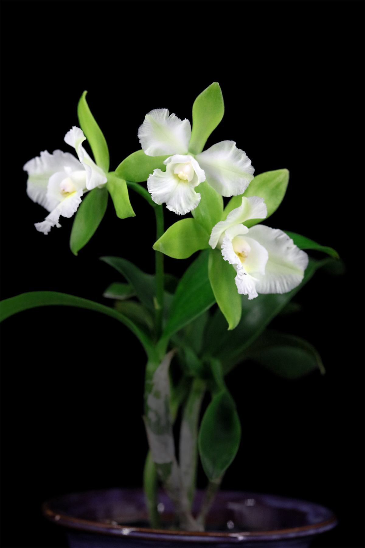 四季开花顺丰包邮ctyh. siam jade avo.阿宝 卡特兰 兰花 洋兰